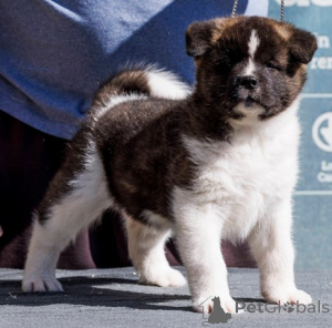 Zdjęcie №3. American Akita Puppy. Serbia
