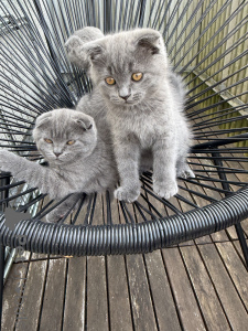 Zdjęcie №2 do zapowiedźy № 174071 na sprzedaż  scottish fold - wkupić się Niemcy prywatne ogłoszenie