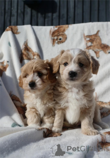 Zdjęcie №1. maltipu - na sprzedaż w Esslingen Am Neckar | 1674zł | Zapowiedź №154316