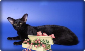 Zdjęcie №3. Knitting, orientalny, czarny kot, Moskwa w Federacja Rosyjska. Zapowiedź № 1114