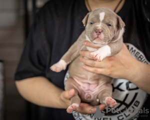 Zdjęcie №4. Sprzedam american bully w Москва. prywatne ogłoszenie, hodowca - cena - 6703zł