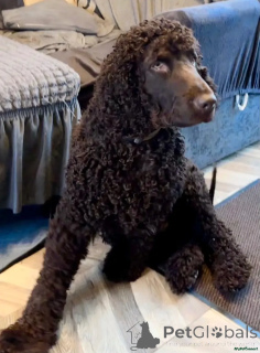 Zdjęcie №1. irlandzki spaniel dowodny - na sprzedaż w Wentorf Bei Hamburg | 2774zł | Zapowiedź №175730