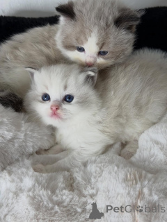 Zdjęcie №1. ragdoll - na sprzedaż w Amsterdamscheveld | negocjowane | Zapowiedź № 157135