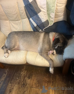 Zdjęcie №3. szukają domu stałego! Hodowla Tom Royal, w której miłość ma łapy. Niemcy