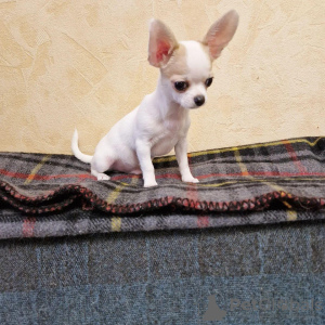 Zdjęcie №3. Sprzedam Szczeniaki Mini Chihuahua. USA