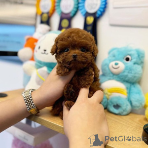 Zdjęcie №2 do zapowiedźy № 159961 na sprzedaż  alaunt - wkupić się Niemcy prywatne ogłoszenie, od żłobka