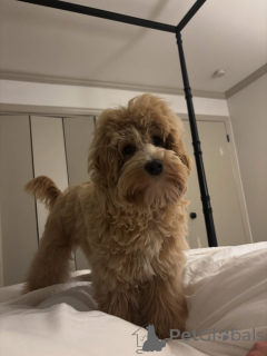 Zdjęcie №3. Poznaj Olivera zabawnego, lojalnego i pełnego miłości! Zawsze gotowy na. Włochy