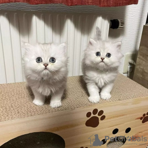 Zdjęcie №2 do zapowiedźy № 84208 na sprzedaż  munchkin - wkupić się Finlandia prywatne ogłoszenie