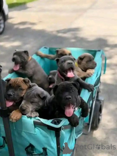 Zdjęcie №2 do zapowiedźy № 173406 na sprzedaż  cane corso - wkupić się Dania prywatne ogłoszenie, hodowca