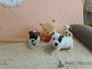 Zdjęcie №2 do zapowiedźy № 125766 na sprzedaż  jack russell terrier - wkupić się Serbia hodowca