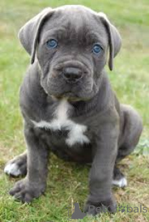 Zdjęcie №1. cane corso - na sprzedaż w Berlin | 3348zł | Zapowiedź №157194