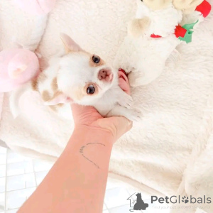 Zdjęcie №2 do zapowiedźy № 165369 na sprzedaż  chihuahua (rasa psów) - wkupić się Niemcy prywatne ogłoszenie, ze schronu