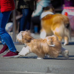 Dodatkowe zdjęcia: Szczeniaki Lhasy apso