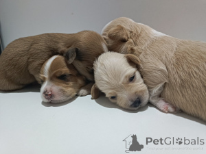 Zdjęcie №3. Hawański Bichon piękne szczenięta na sprzedaż. Serbia