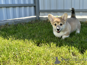 Dodatkowe zdjęcia: Szczenięta Pembroke Welsh Corgi