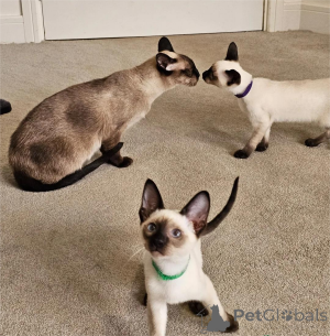 Zdjęcie №1. kot syjamski - na sprzedaż w Euskirchen | 1674zł | Zapowiedź № 153767