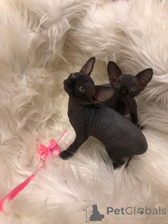 Zdjęcie №1. devon rex - na sprzedaż w Berlin | negocjowane | Zapowiedź № 167241