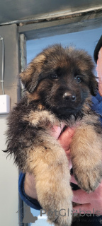 Zdjęcie №4. Sprzedam owczarek niemiecki w Kalifornia. prywatne ogłoszenie - cena - 2317zł