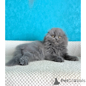 Zdjęcie №1. scottish fold - na sprzedaż w Leeds | 1674zł | Zapowiedź № 174391