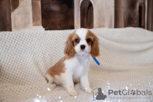 Dodatkowe zdjęcia: Szczenięta Cavalier King Charles Spaniel