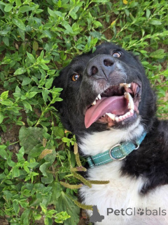 Zdjęcie №4. Sprzedam pies nierasowy w Rzeka Moskwa. prywatne ogłoszenie - cena - Bezpłatny