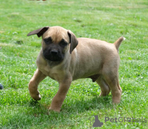 Dodatkowe zdjęcia: Boerboel (Mastif Południowoafrykański) szczenięta