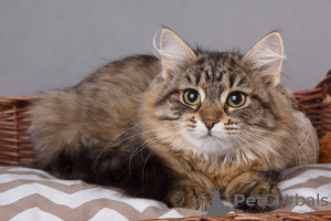 Zdjęcie №1. kot syberyjski - na sprzedaż w Petersburg | negocjowane | Zapowiedź № 6598
