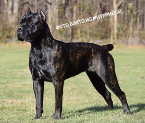 Zdjęcie №3. Szykowny szczeniak Cane Corso. Ukraina