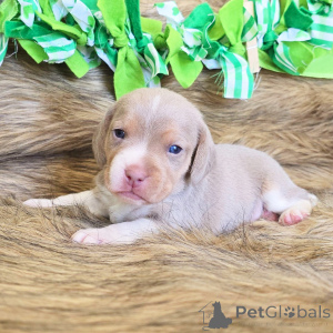 Zdjęcie №1. beagle (rasa psa) - na sprzedaż w Bensheim | 2153zł | Zapowiedź №136317