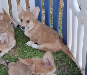 Zdjęcie №4. Sprzedam welsh corgi w Nowy ogród. hodowca - cena - negocjowane