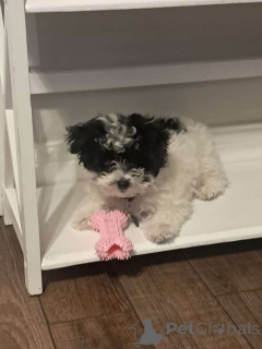 Zdjęcie №2 do zapowiedźy № 150136 na sprzedaż  maltipu - wkupić się Niemcy prywatne ogłoszenie, hodowca