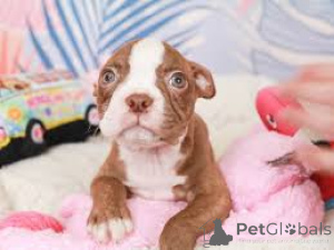 Zdjęcie №4. Sprzedam boston terier w Листаль.  - cena - negocjowane