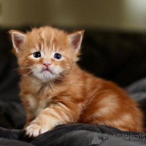 Zdjęcie №2 do zapowiedźy № 133168 na sprzedaż  maine coon - wkupić się Belgia 