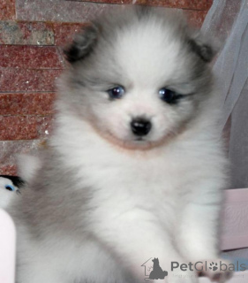 Zdjęcie №3. Urocze szczenięta Mini Pomeranian. Szwajcaria