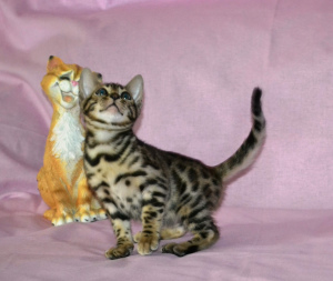 Zdjęcie №2 do zapowiedźy № 4248 na sprzedaż  kot bengalski - wkupić się Federacja Rosyjska od żłobka