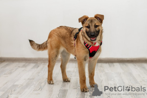 Zdjęcie №3. Sprytny i piękno Vera 4,5 miesiąca. W dobrych rękach.. Federacja Rosyjska