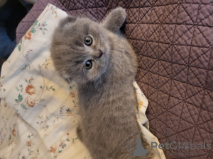 Zdjęcie №1. scottish fold - na sprzedaż w Sacramento | negocjowane | Zapowiedź № 109501