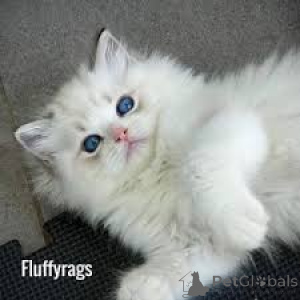 Zdjęcie №3. Chatons Ragdoll do sprzedaży. Francja