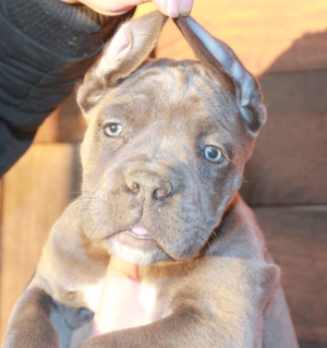 Zdjęcie №3. Szczenięta Cane Corso. Federacja Rosyjska