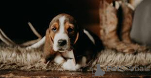 Zdjęcie №4. Sprzedam basset hound w Winterthour.  - cena - negocjowane