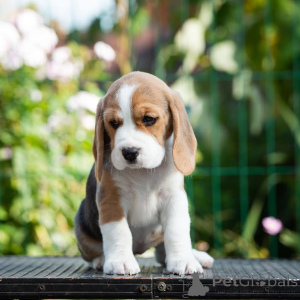Zdjęcie №3. Acești frumoși pui de Beagle,. Rumunia