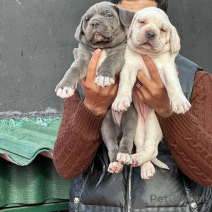 Zdjęcie №3. Rzadki biały szczeniak Cane Corso Dostępne dwa piękne niebieskie rodzeństwo. Niemcy