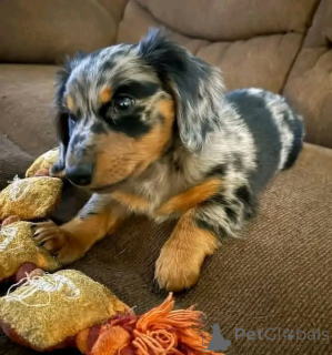 Zdjęcie №2 do zapowiedźy № 164806 na sprzedaż  jamnik - wkupić się Niemcy prywatne ogłoszenie, ze schronu