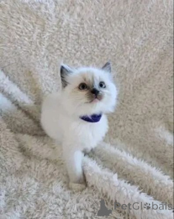Zdjęcie №2 do zapowiedźy № 165166 na sprzedaż  ragdoll - wkupić się Finlandia prywatne ogłoszenie, hodowca