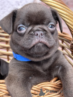 Zdjęcie №3. Czekoladowy Petit Brabancon (gładki Gryf). Serbia