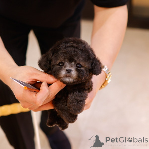 Zdjęcie №1. pudel (zabawka) - na sprzedaż w Charlotte | 2287zł | Zapowiedź №151984