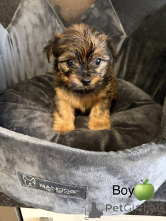 Zdjęcie №1. chow-chow - na sprzedaż w Arkansas City | 1622zł | Zapowiedź №163986