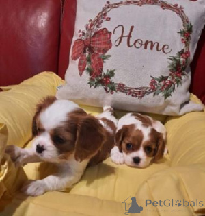 Zdjęcie №1. cavalier king charles spaniel - na sprzedaż w Berlin | negocjowane | Zapowiedź №169715