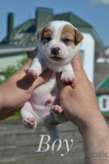 Zdjęcie №2 do zapowiedźy № 20133 na sprzedaż  jack russell terrier - wkupić się Białoruś od żłobka