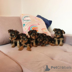 Zdjęcie №1. yorkshire terrier biewer - na sprzedaż w Emden | 2392zł | Zapowiedź №131699